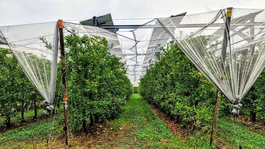 Agrivoltaismo-2-C|agrivoltaica para recortar (2)|Agrivoltaismo-C|Agrivoltaismo-3-C